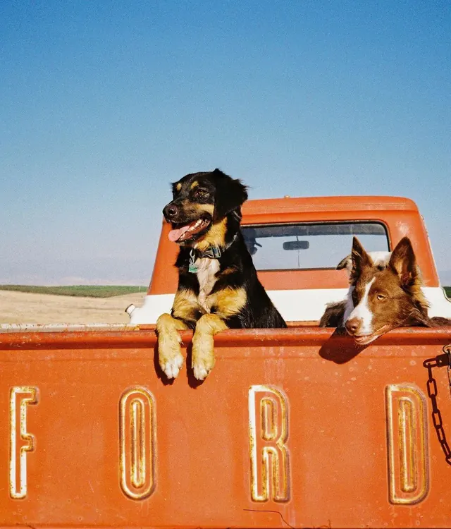 Dog in Ford Truck