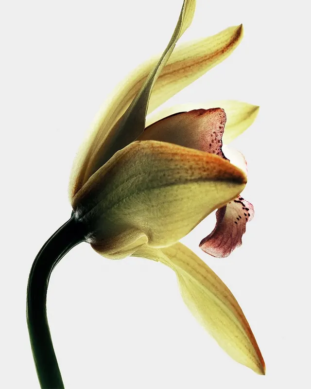 Macro Botanical Study