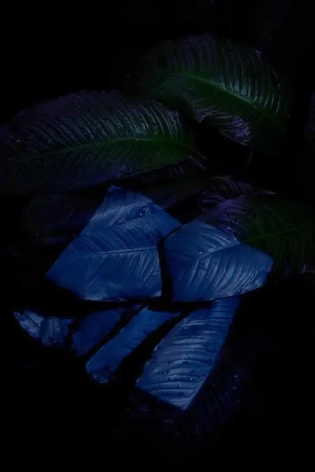 Macro Leaf Texture Study