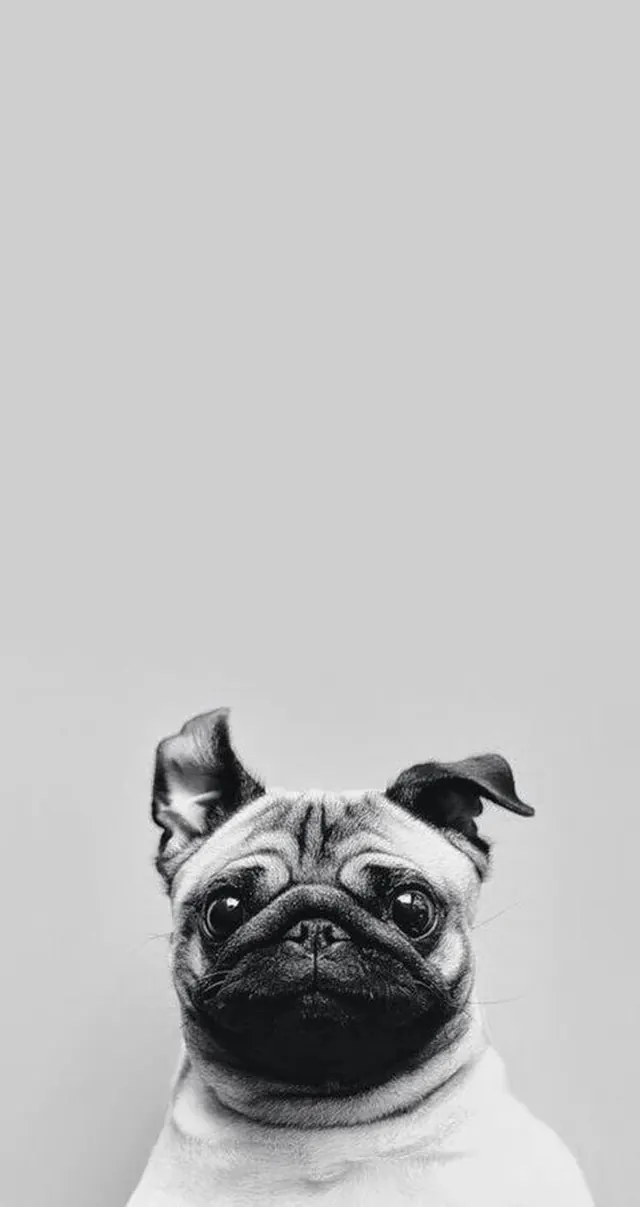 Close-up black and white pug dog portrait, photographic, minimal, monochrome