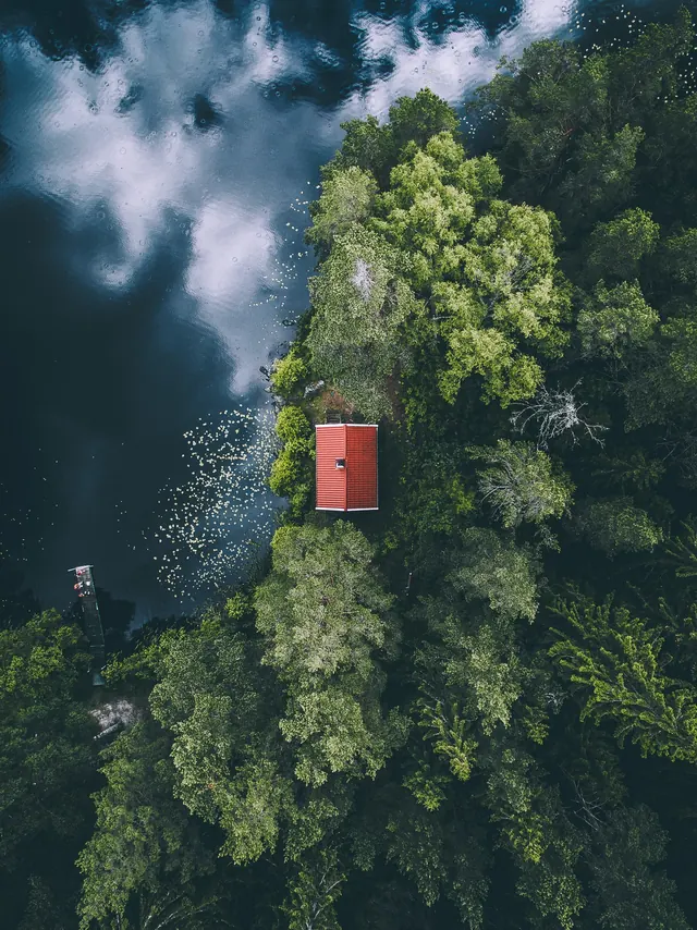 Aerial Forest and Water Landscape