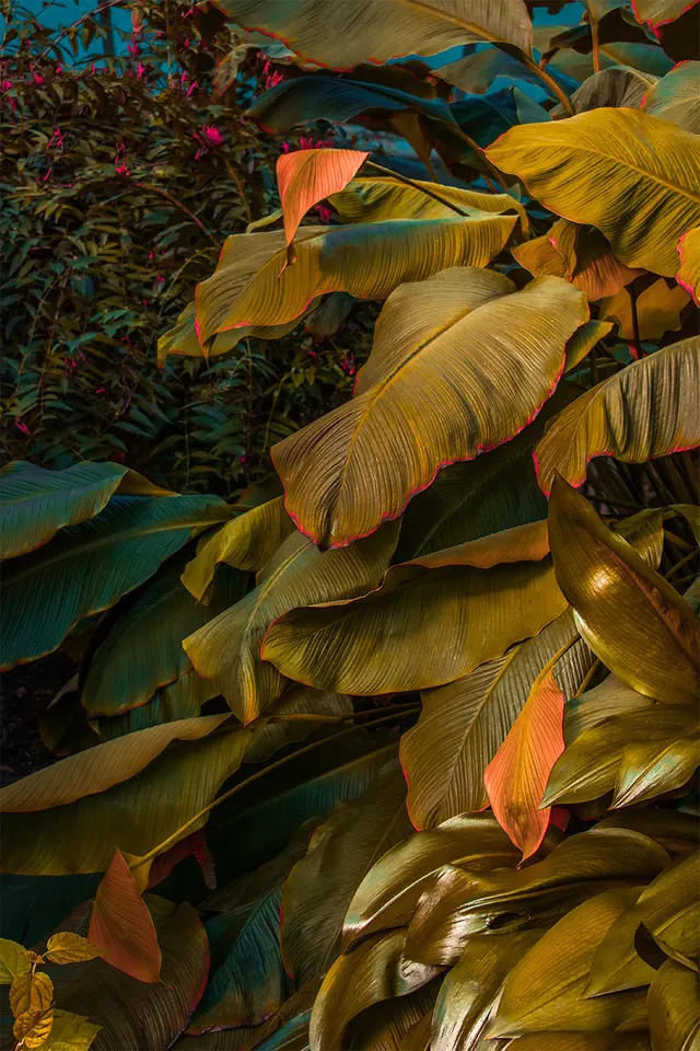 Organic Leaf Texture