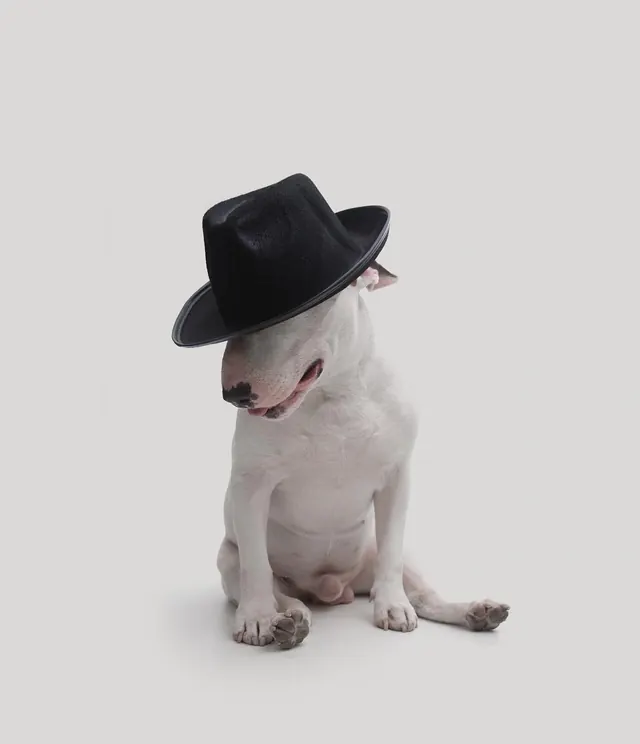 Dog in Hat Portrait