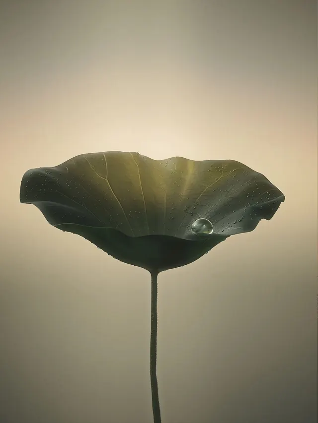 Organic Flower Silhouette