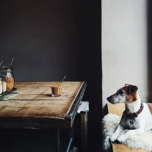 Dog at a Cafe Table