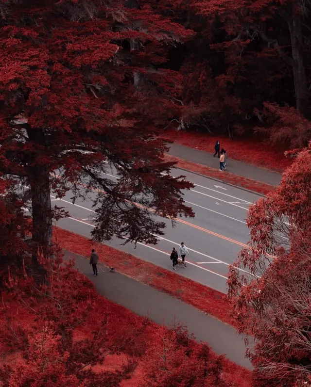 Red Forest Road Scene