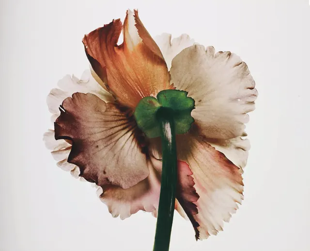 Macro Poppy Flower