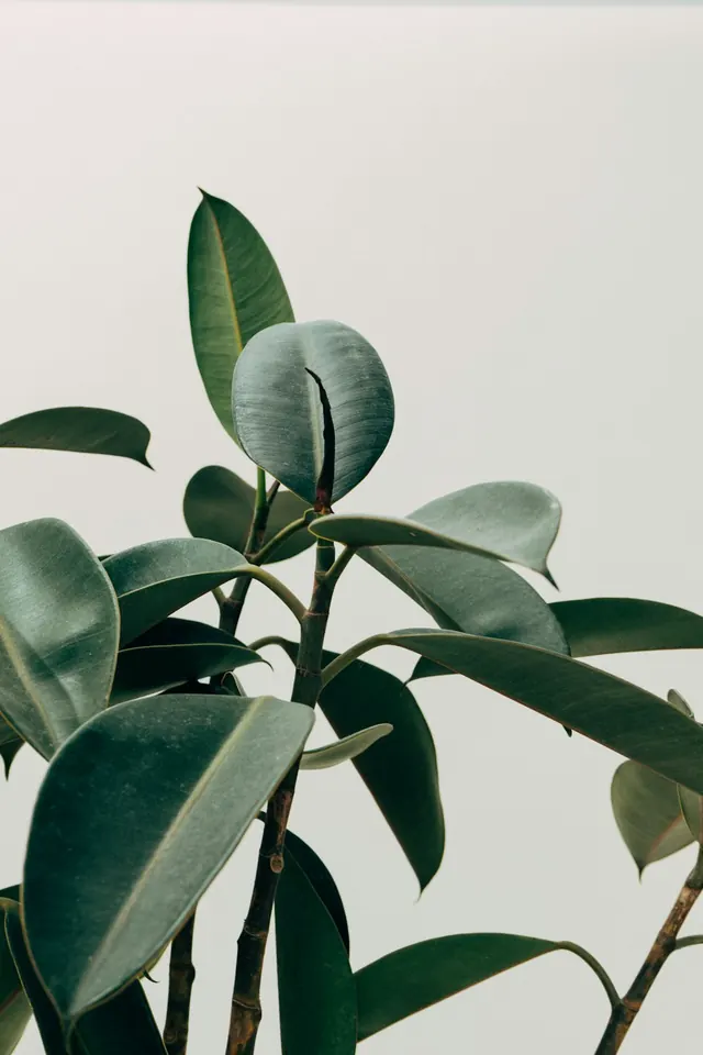 Rubber Plant Leaf Study