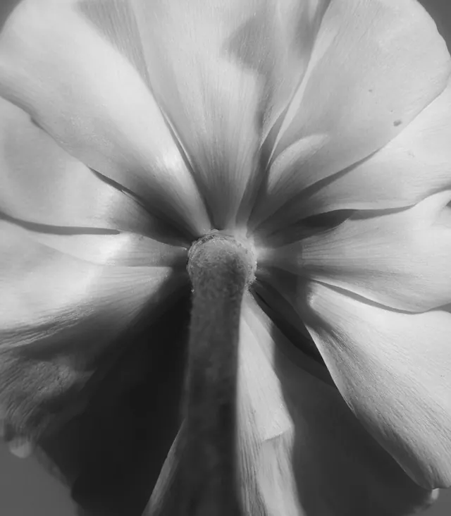 Macro Flower Detail