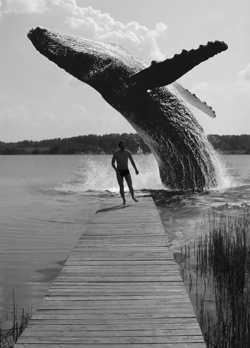 Black and white whale breach with surfer, photographic, monochrome, dark