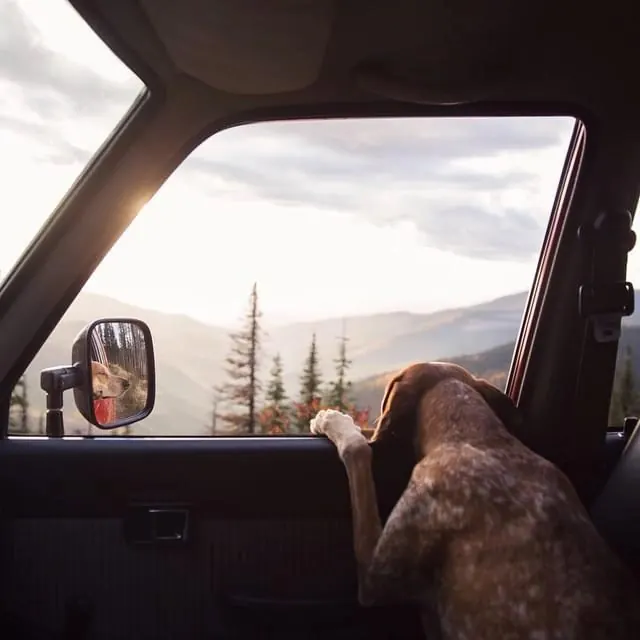 Dog in Vehicle Interior