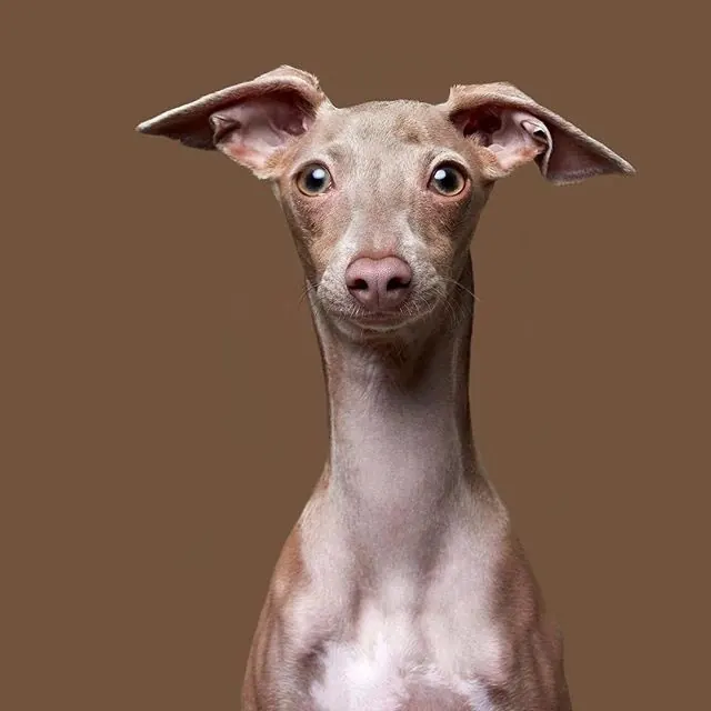 Whippet Portrait