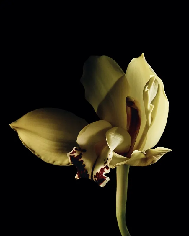 Yellow and burgundy orchid flower, photographic, organic, warm