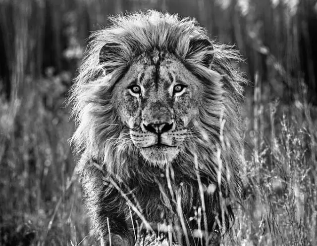 Lion portrait in black and white, photographic, monochrome, monochrome