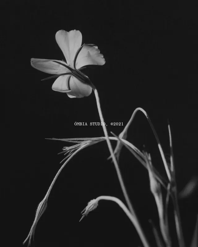 Monochrome Floral Composition
