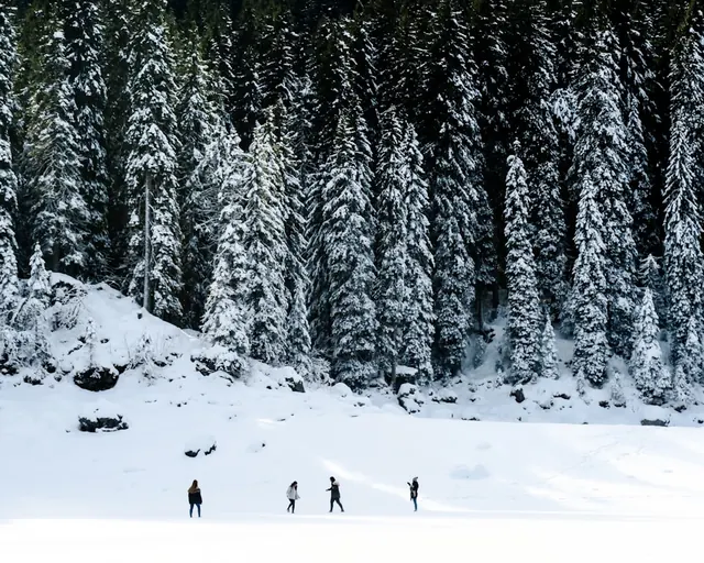 Snowy Forest Landscape