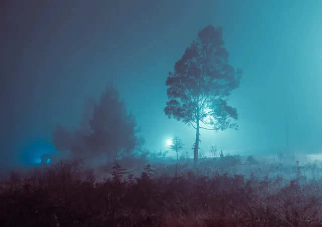 Foggy night trees with teal backlight, photographic, dark-mode, dark