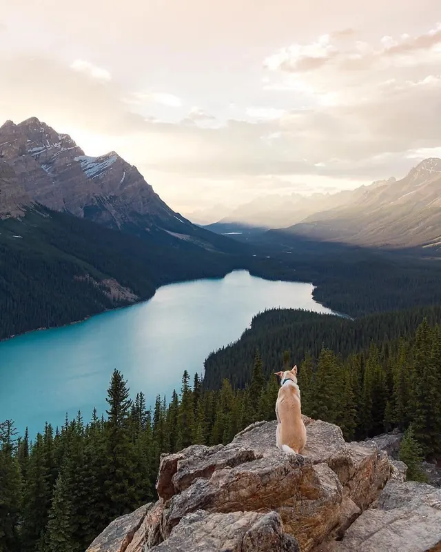 Dog overlooking turquoise mountain lake, photographic, organic, cool