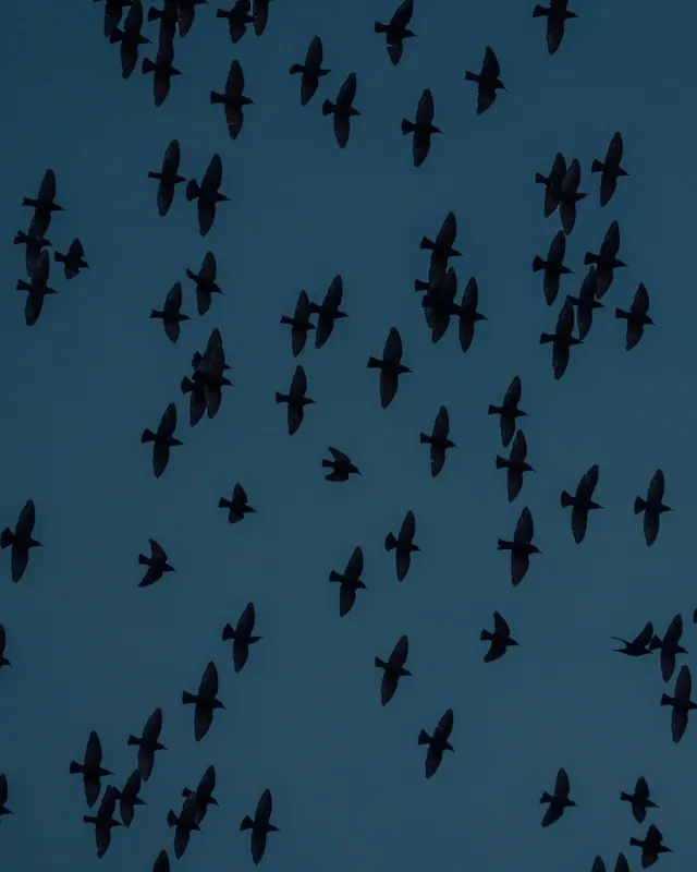 Bird flock silhouettes on teal sky, photographic, minimal, dark