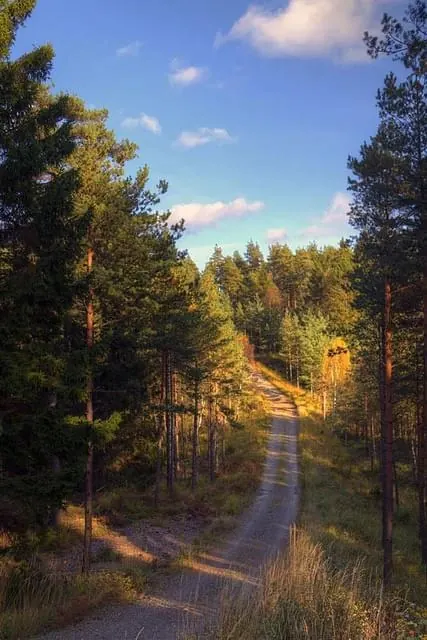Forest road at sunset, photographic, organic, warm