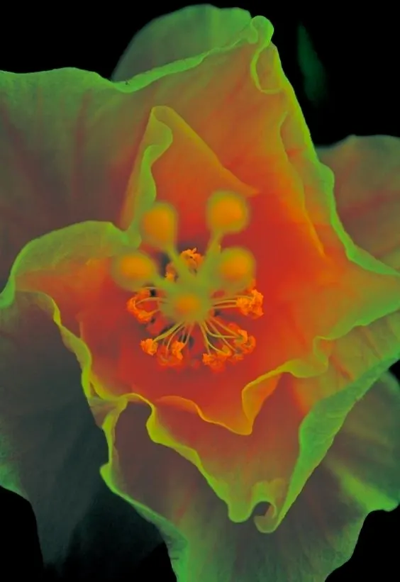 Macro Hibiscus Flower, organic, photographic, vibrant