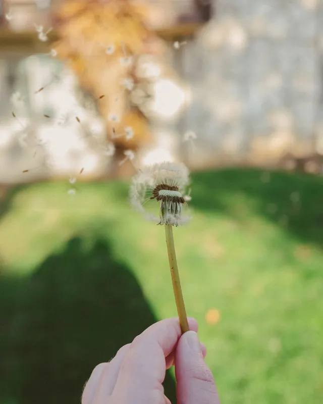 Dandelion seeds blowing, photographic, organic, light