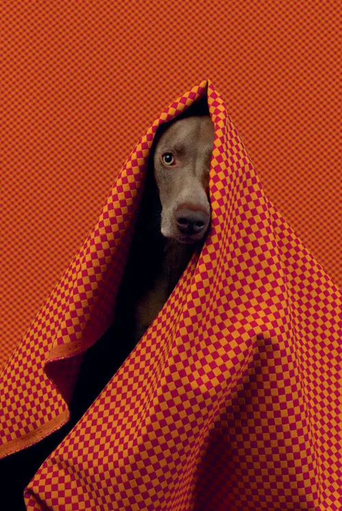 Dog in orange checkerboard fabric, playful, photographic, vibrant