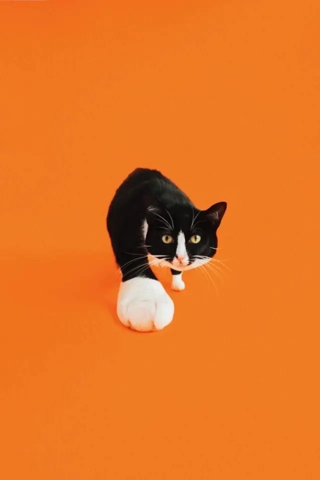 Tuxedo cat walking on orange background, photographic, playful, vibrant