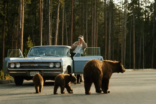 Vintage bears roadside photograph, retro, photographic, warm