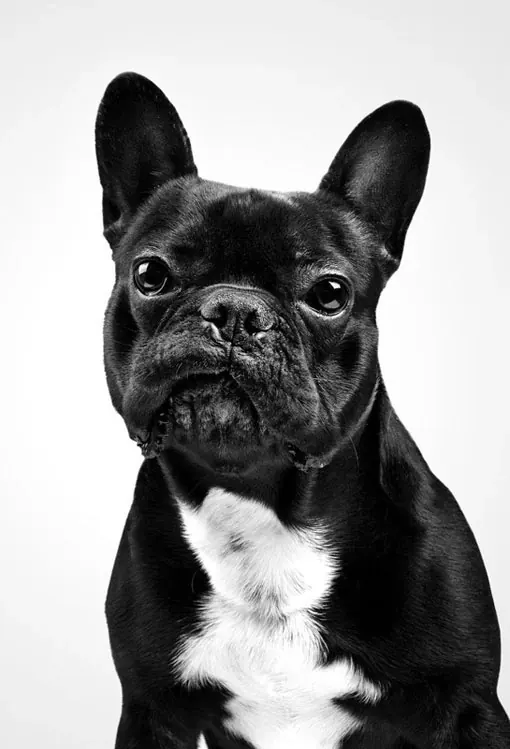 French bulldog studio portrait, minimal, photographic, monochrome