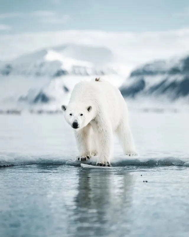 Polar Bear on Ice Floe, photographic, minimal, light