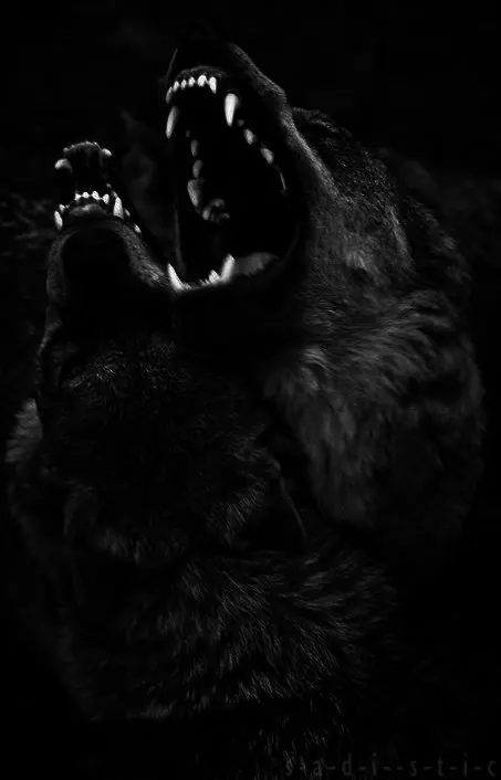 Dog aggressive portrait black and white, photographic, monochrome, monochrome