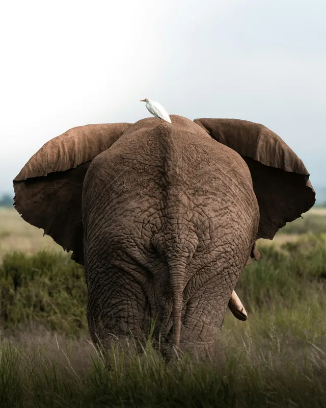 Elephant Portrait