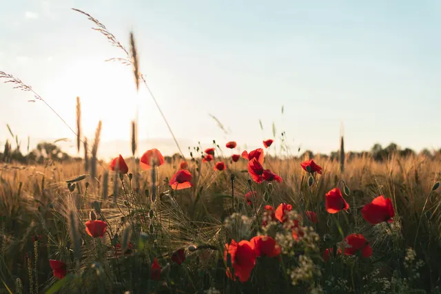 Red Wildflowers in Field