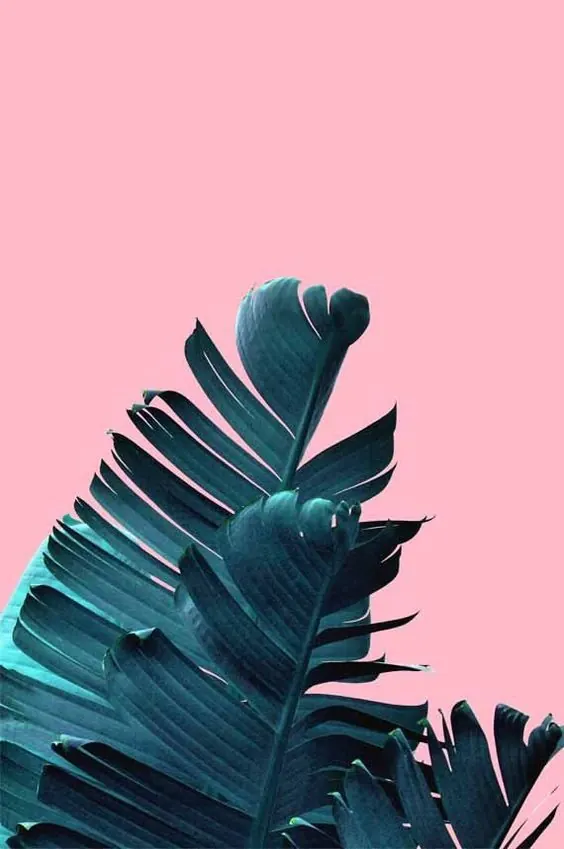 Tropical Leaf on Pink Background