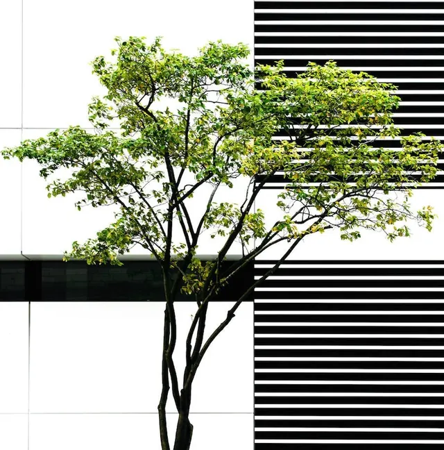Tree against modern building facade, minimal, high-contrast