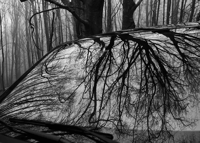 Monochrome Forest Reflection