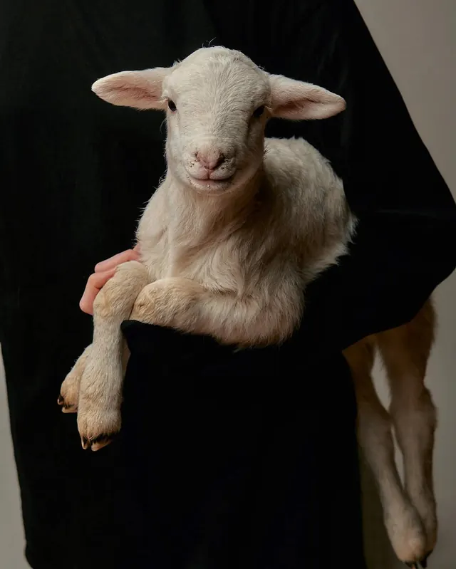 Sheep Portrait