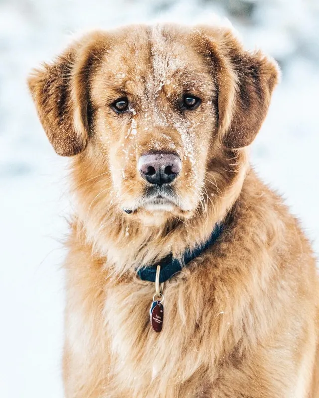 Golden retriever close-up in snow, photographic, light