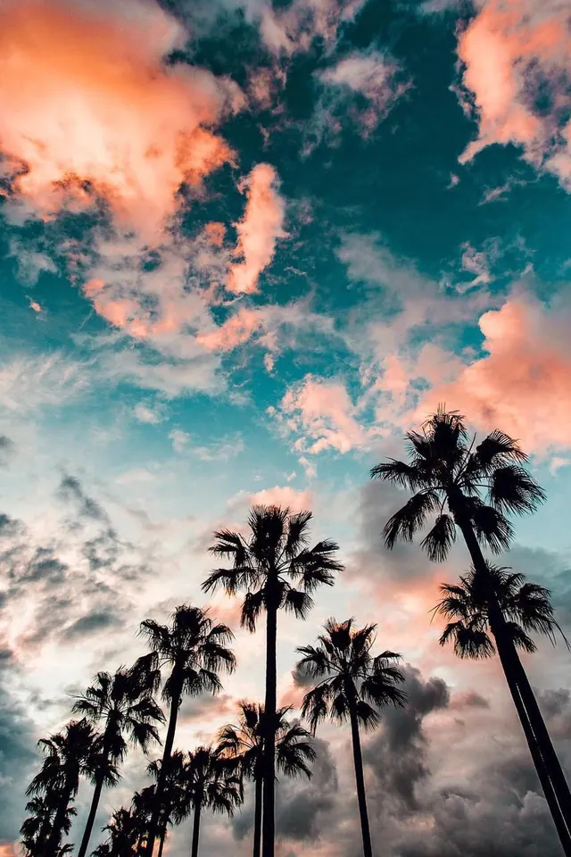 Palm Trees Against Sunset Sky