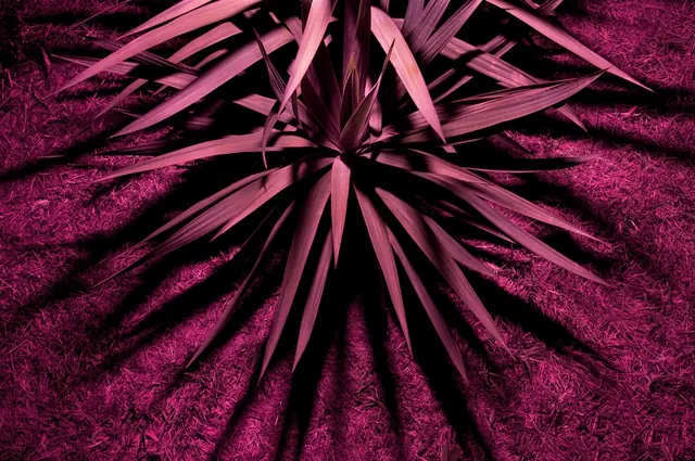 Overhead view of spiky magenta plant on grass, minimal, photographic, vibrant