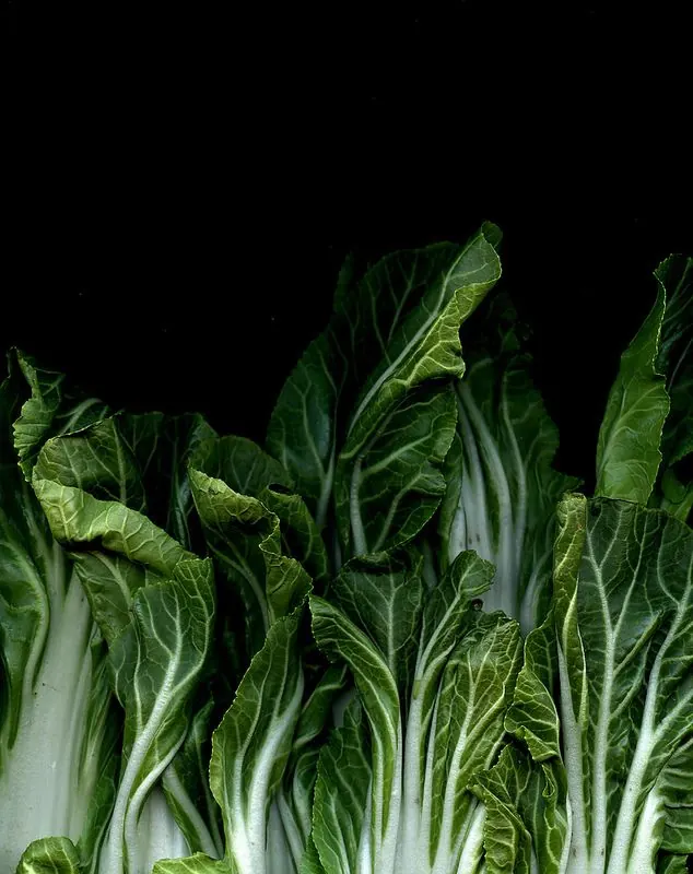 Bok Choy Close-up