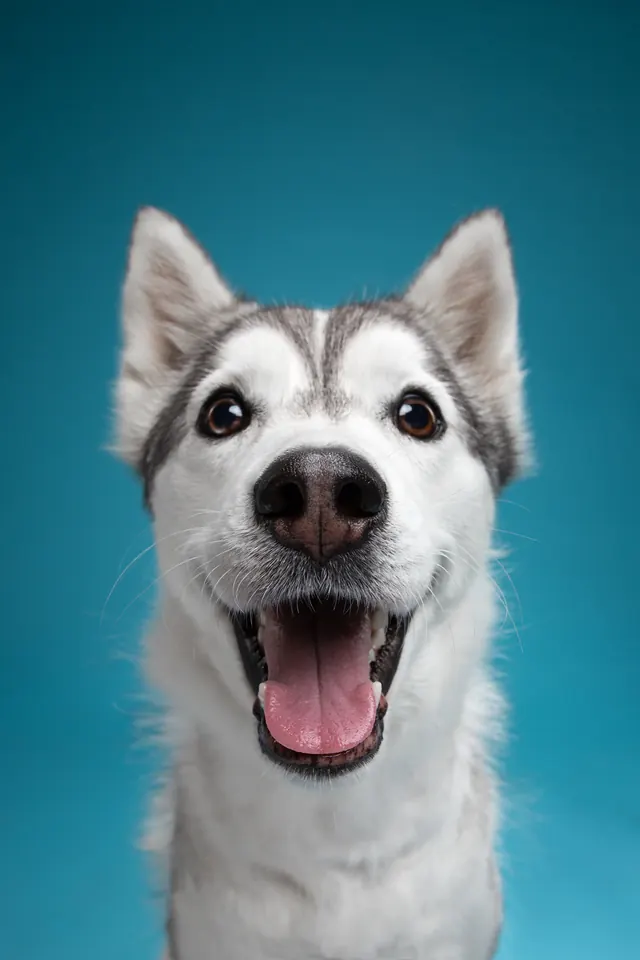 Smiling Husky Portrait