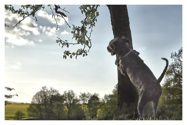 Dog standing on tree in countryside, organic, photographic, warm