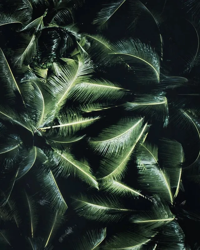 Dense tropical palm leaves with droplets, organic, photographic, dark