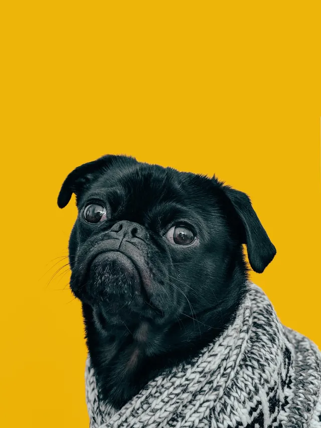 Pug in Knit Sweater