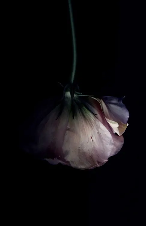 Moody Floral Close-up