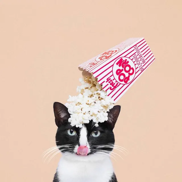 Cat with Floral Headpiece and Box