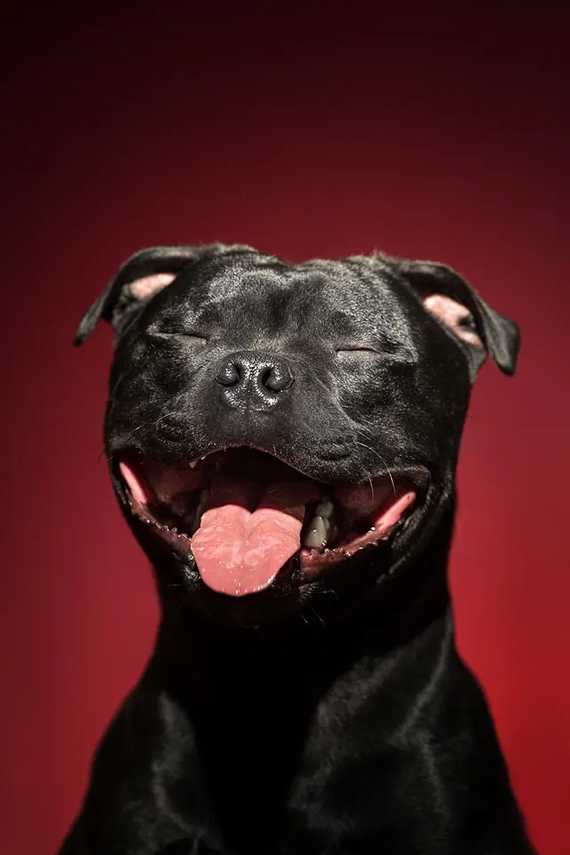 Black Labrador Portrait