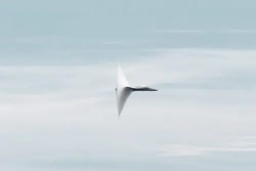 Bird in Flight